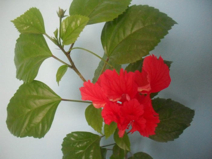 SDC17209 - HIBISCUS EL CAPITOLIO RED  2012