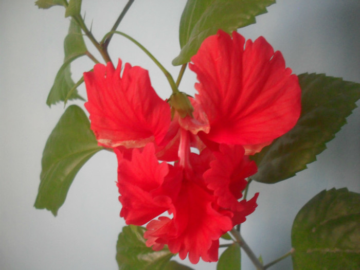 SDC17213 - HIBISCUS EL CAPITOLIO RED  2012