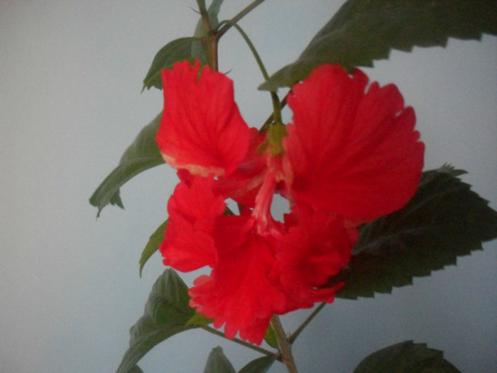 SDC17218 - HIBISCUS EL CAPITOLIO RED  2012