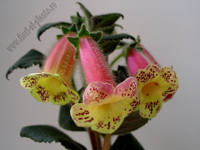 Kohleria Viktoria - e fantastica :)!; 2012
