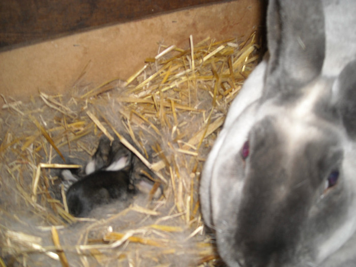 DSCN1411 - rex poze noi