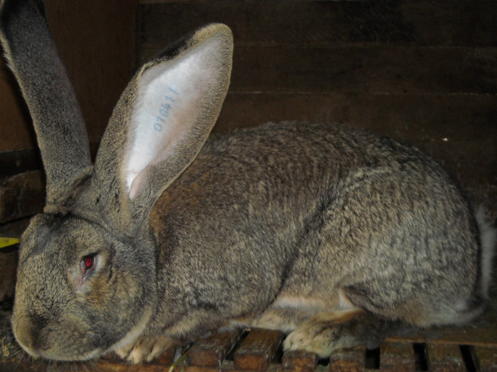 DSCN1467 - urias gri german recent