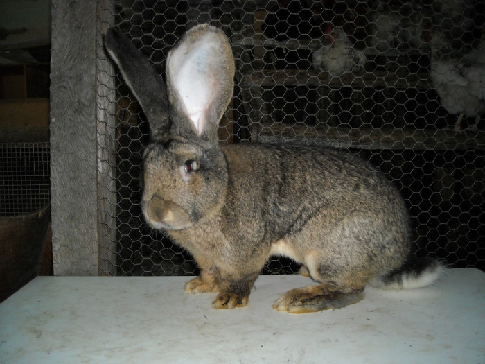 DSCN1120 - urias gri german recent