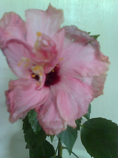 Imagine1912 - HIBISCUS-2012