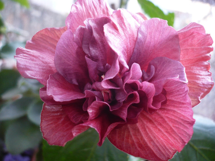 P1120248 - HIBISCUSI 2012-1
