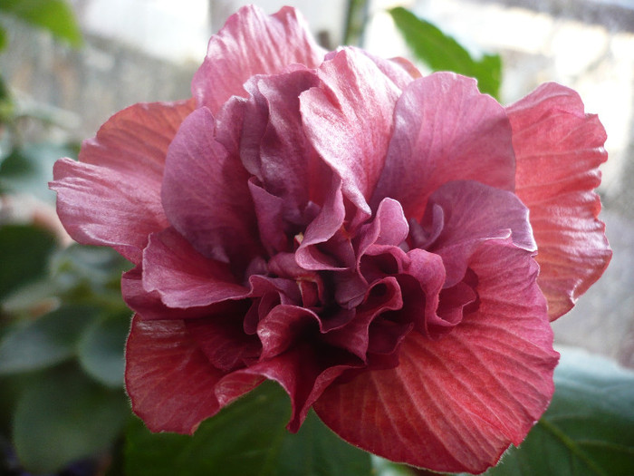 P1120249 - HIBISCUSI 2012-1