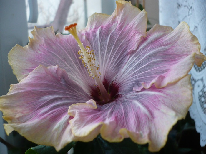 P1120265 - HIBISCUSI 2012-1