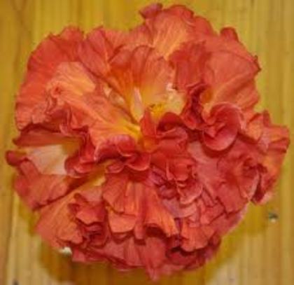 our colin - hibiscus - parintii lor