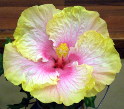 Tahitian Moon - hibiscus - parintii lor