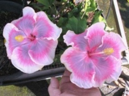 Tahitian_Pink_Princess - hibiscus - parintii lor