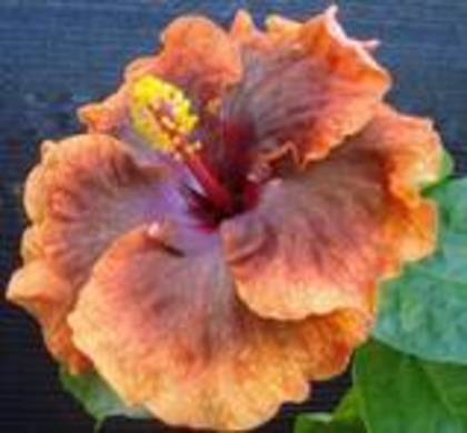 merveille intensity - hibiscus - parintii lor