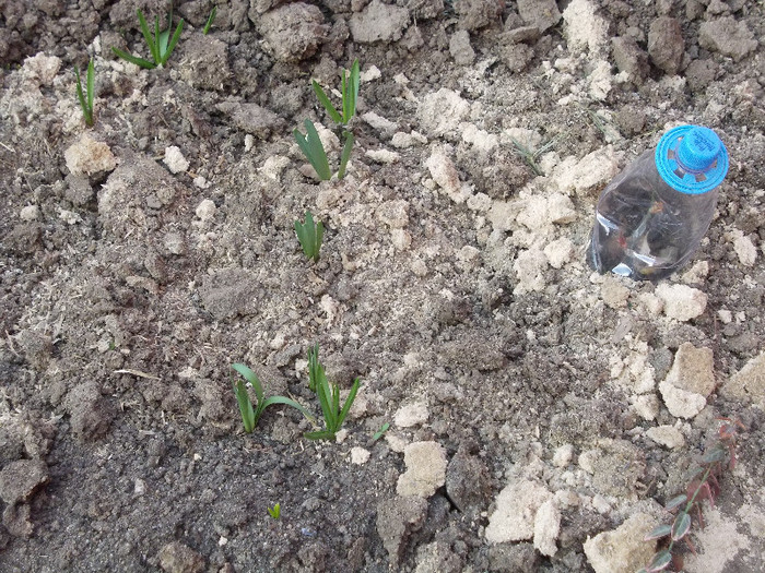 gradina din spatele casei 2