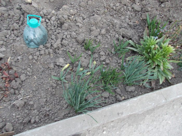 gradina din spatele casei 5