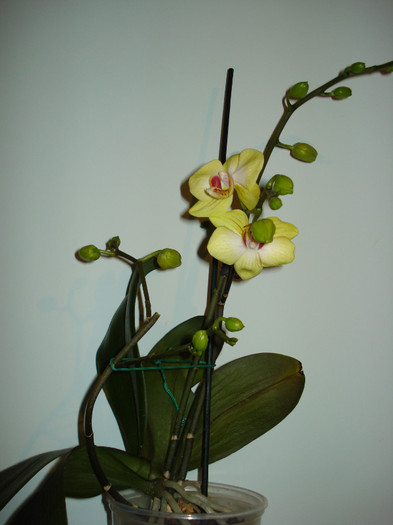 DSC01997 - ORHIDEE 2010 - 2014