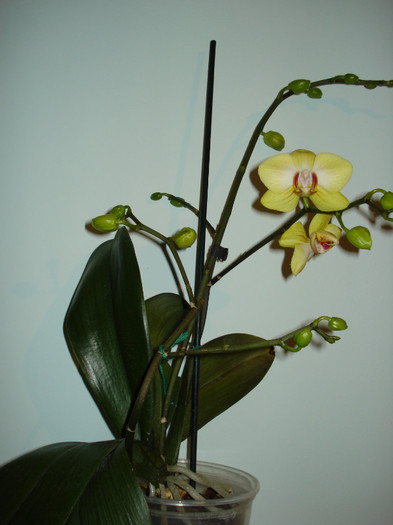 DSC01999 - ORHIDEE 2010 - 2014