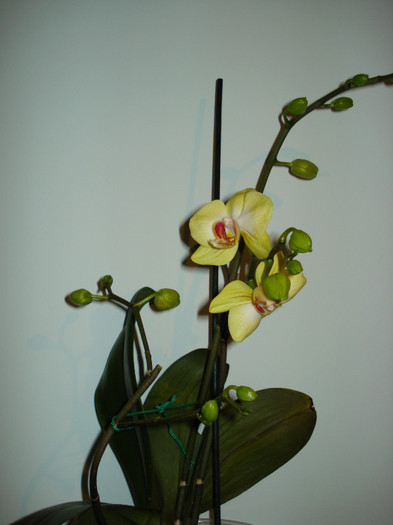 DSC01994 - ORHIDEE 2010 - 2014