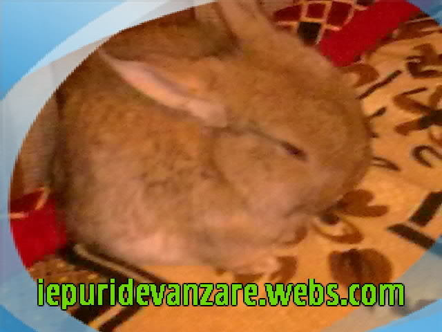 30012012_002-001 - De vanzare pui berbec german