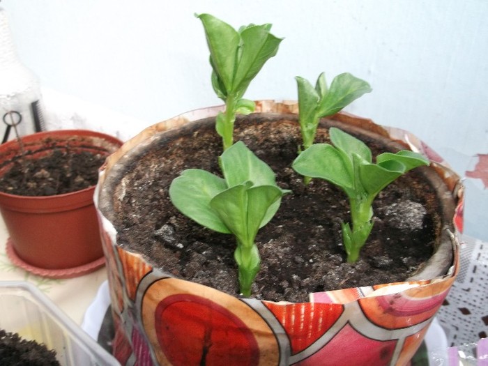 BOBI de la Marianne - FLORI DIVERSE