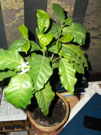 CAFEA INFLORITA de la MEME - FLORI DIVERSE