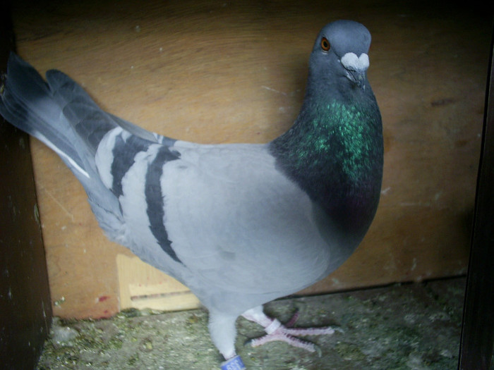 CEL MAI INTELIGENT BAIAT