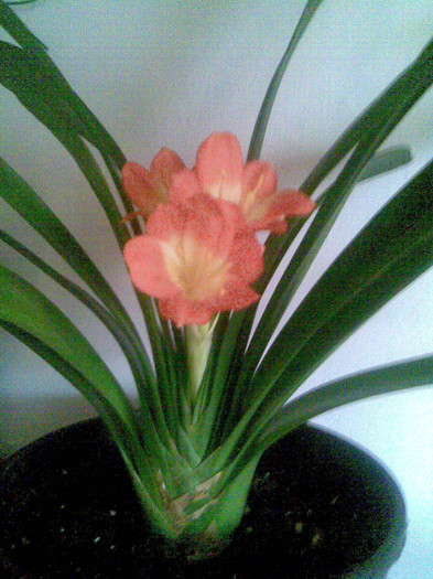 30.03. CLIVIA