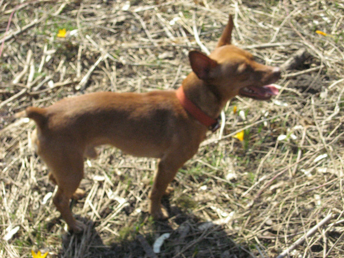 Max - la padure