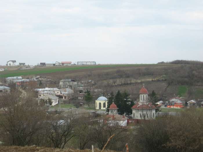 IMG_3675 - la padure