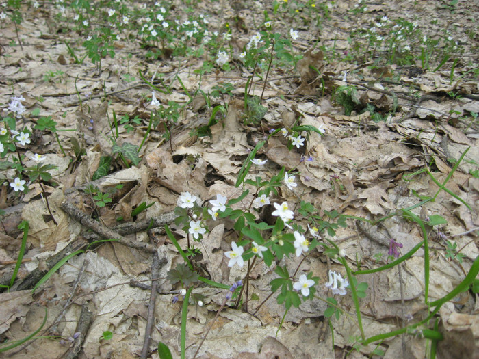 floarea pstelui alba mai rara - la padure