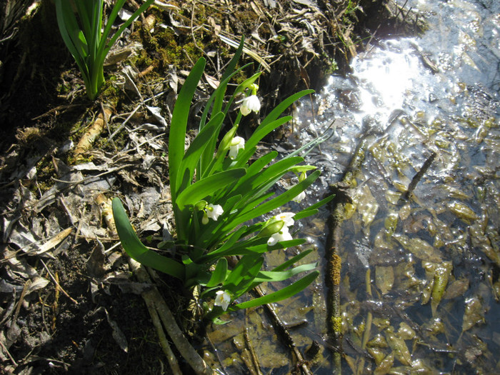 peste doua sapatamani vor fi sute
