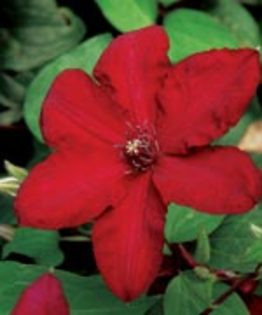 clematita Solidarnosc