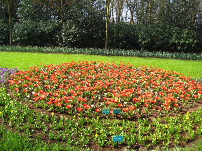 23.03.2012 o zi de vis 002 - Keukenhof 2012