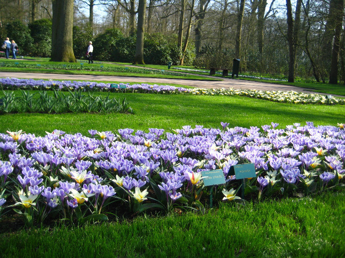 23.03.2012 o zi de vis 004 - Keukenhof 2012