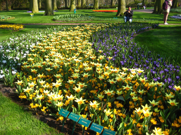 23.03.2012 o zi de vis 006 - Keukenhof 2012