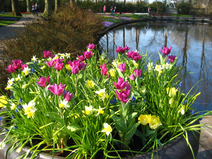 23.03.2012 o zi de vis 013 - Keukenhof 2012