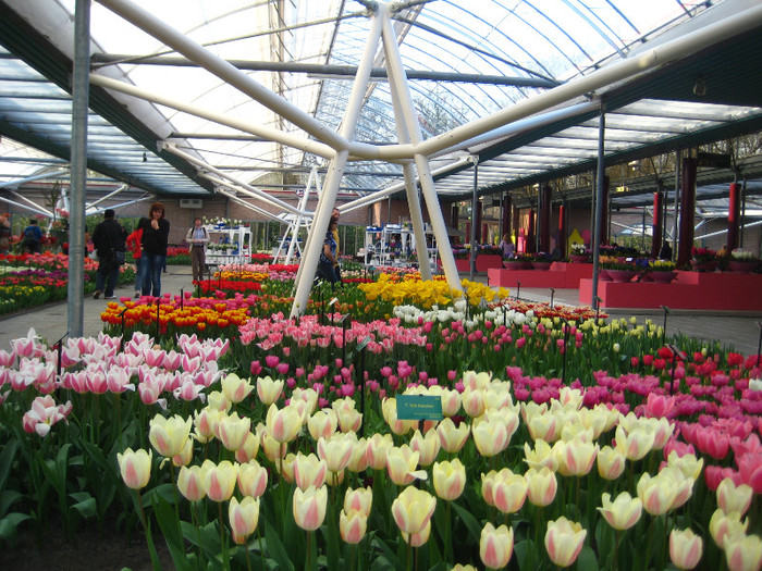 23.03.2012 o zi de vis 119 - Keukenhof 2012