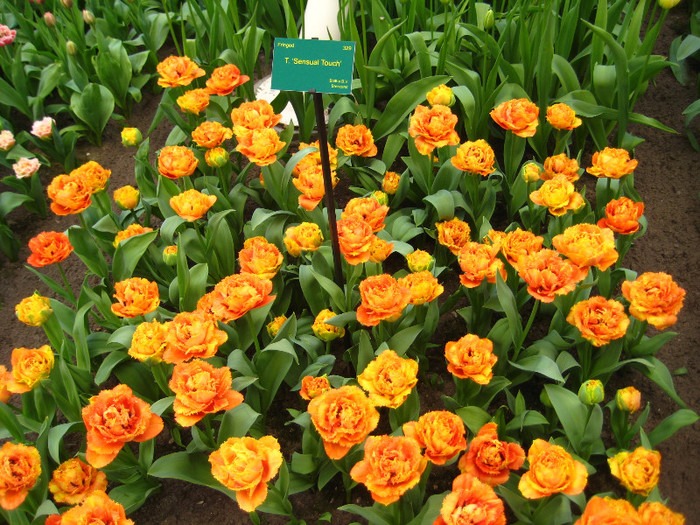 23.03.2012 o zi de vis 120 - Keukenhof 2012