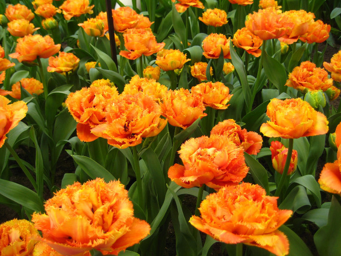 23.03.2012 o zi de vis 121 - Keukenhof 2012