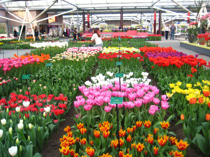23.03.2012 o zi de vis 143 - Keukenhof 2012