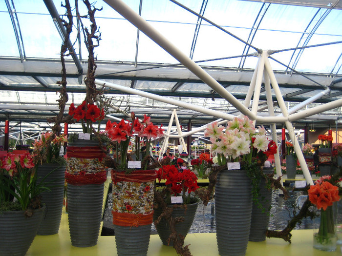 23.03.2012 o zi de vis 144 - Keukenhof 2012