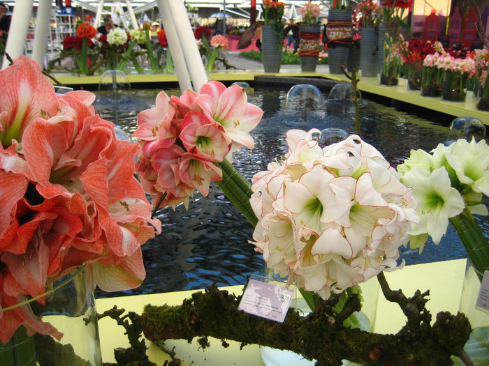 23.03.2012 o zi de vis 147 - Keukenhof 2012