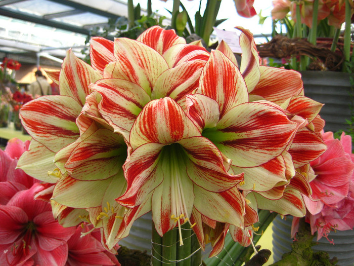 23.03.2012 o zi de vis 148 - Keukenhof 2012
