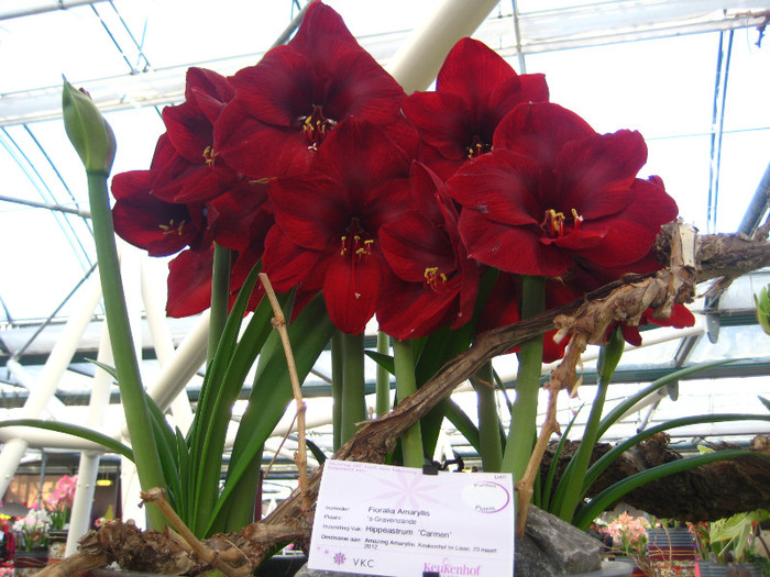 23.03.2012 o zi de vis 149 - Keukenhof 2012