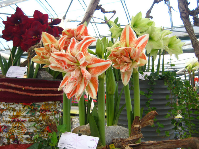 23.03.2012 o zi de vis 150 - Keukenhof 2012