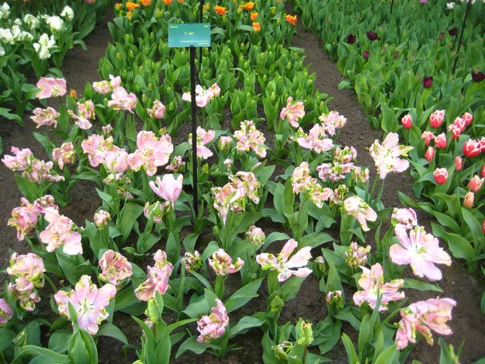 23.03.2012 o zi de vis 157 - Keukenhof 2012