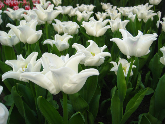 23.03.2012 o zi de vis 159 - Keukenhof 2012
