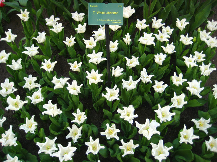 23.03.2012 o zi de vis 161 - Keukenhof 2012