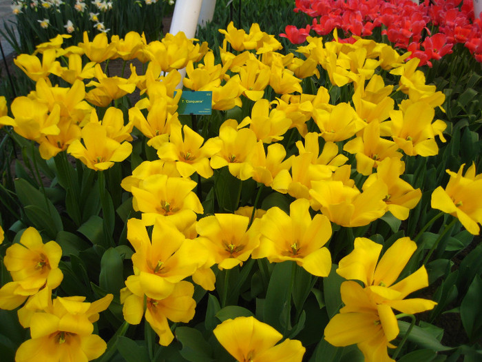 23.03.2012 o zi de vis 165 - Keukenhof 2012