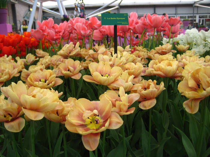 23.03.2012 o zi de vis 168 - Keukenhof 2012