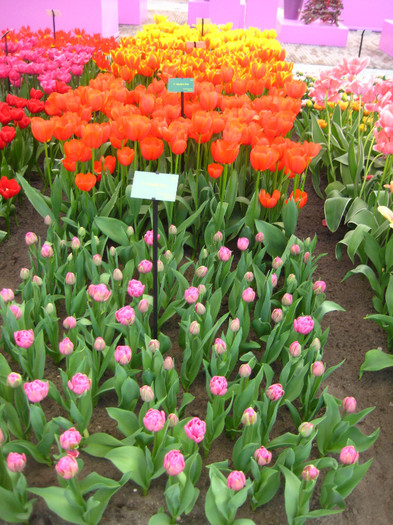 23.03.2012 o zi de vis 169 - Keukenhof 2012