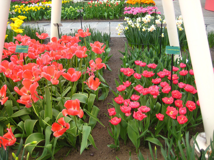 23.03.2012 o zi de vis 170 - Keukenhof 2012